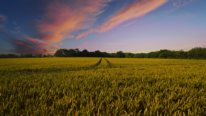 Golden wheat field at sunset with a path leading to a distant tree line on the horizon.