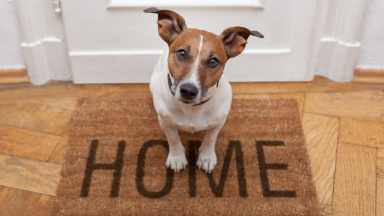 Dog sitting on a brown doorstep mat that reads 'HOME', looking up at the camera inside a wooden-floored entryway.
