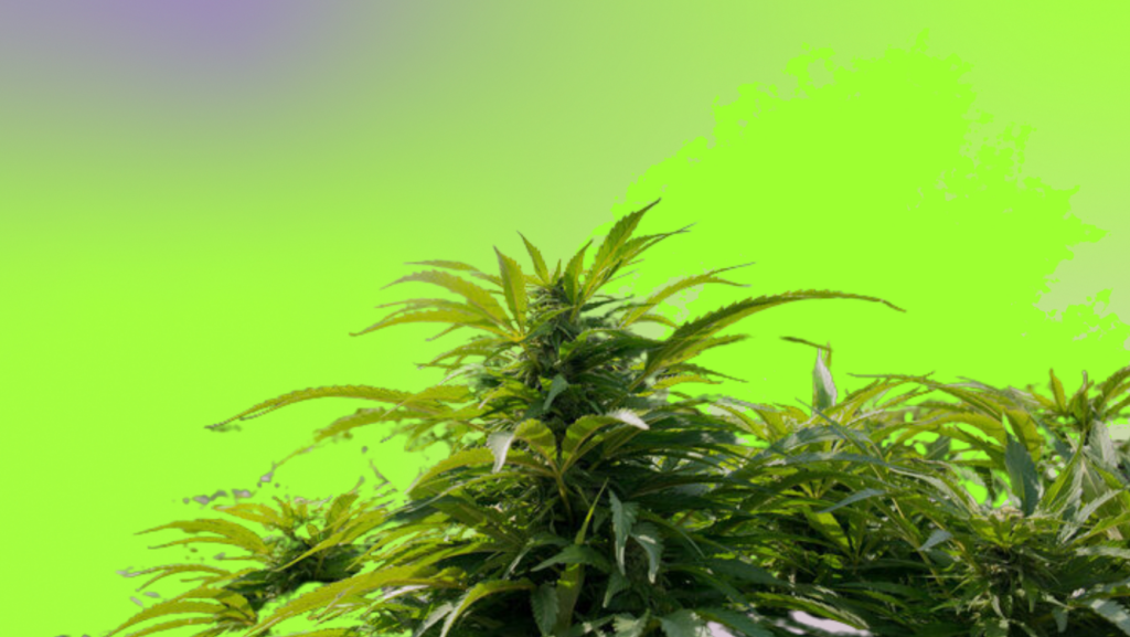 Close-up of a cannabis plant with serrated leaves against a bright lime-green background.