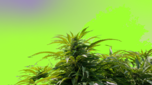 Close-up of a cannabis plant with serrated leaves against a bright lime-green background.