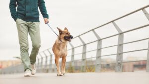 Person walking a tan dog on a blue leash along a bridge with a metal railing.