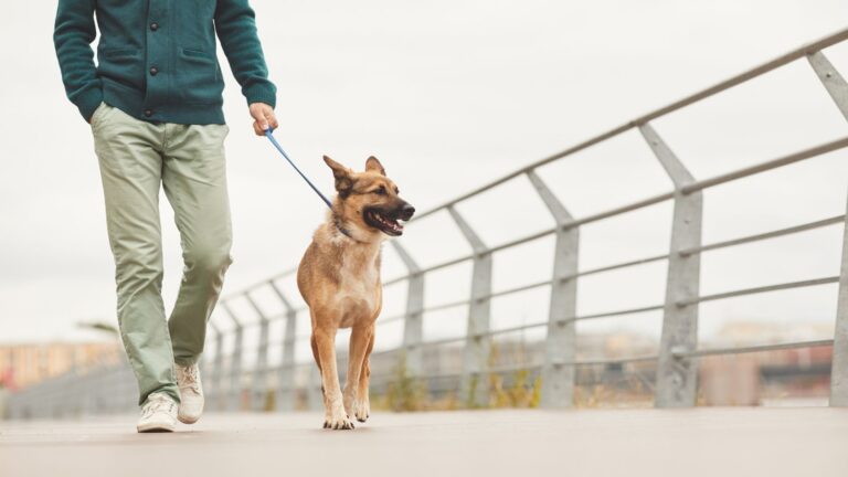 Person walking a tan dog on a blue leash along a bridge with a metal railing.