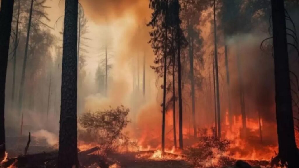 Forest fire burning through a wooded area with tall charred trees and orange flames and smoke rising between trunks