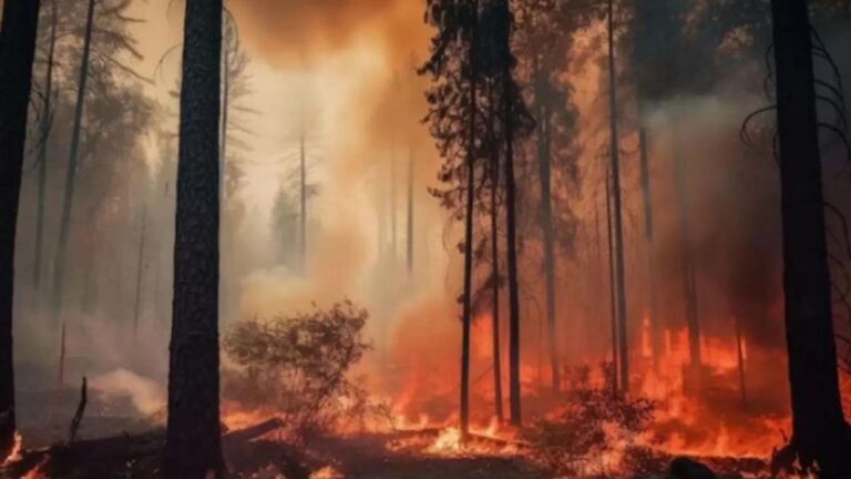 Forest fire burning through a wooded area with tall charred trees and orange flames and smoke rising between trunks