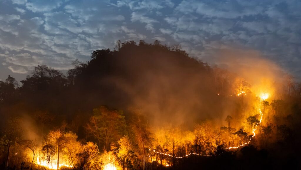 Nighttime forest fire on a hillside with bright orange flames and smoke among trees in the darkened sky