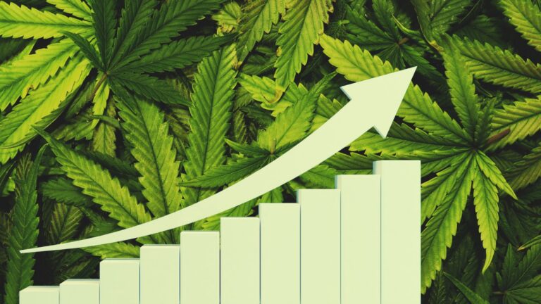 Rising bar chart over a background of cannabis leaves, symbolizing growth in the cannabis market or industry